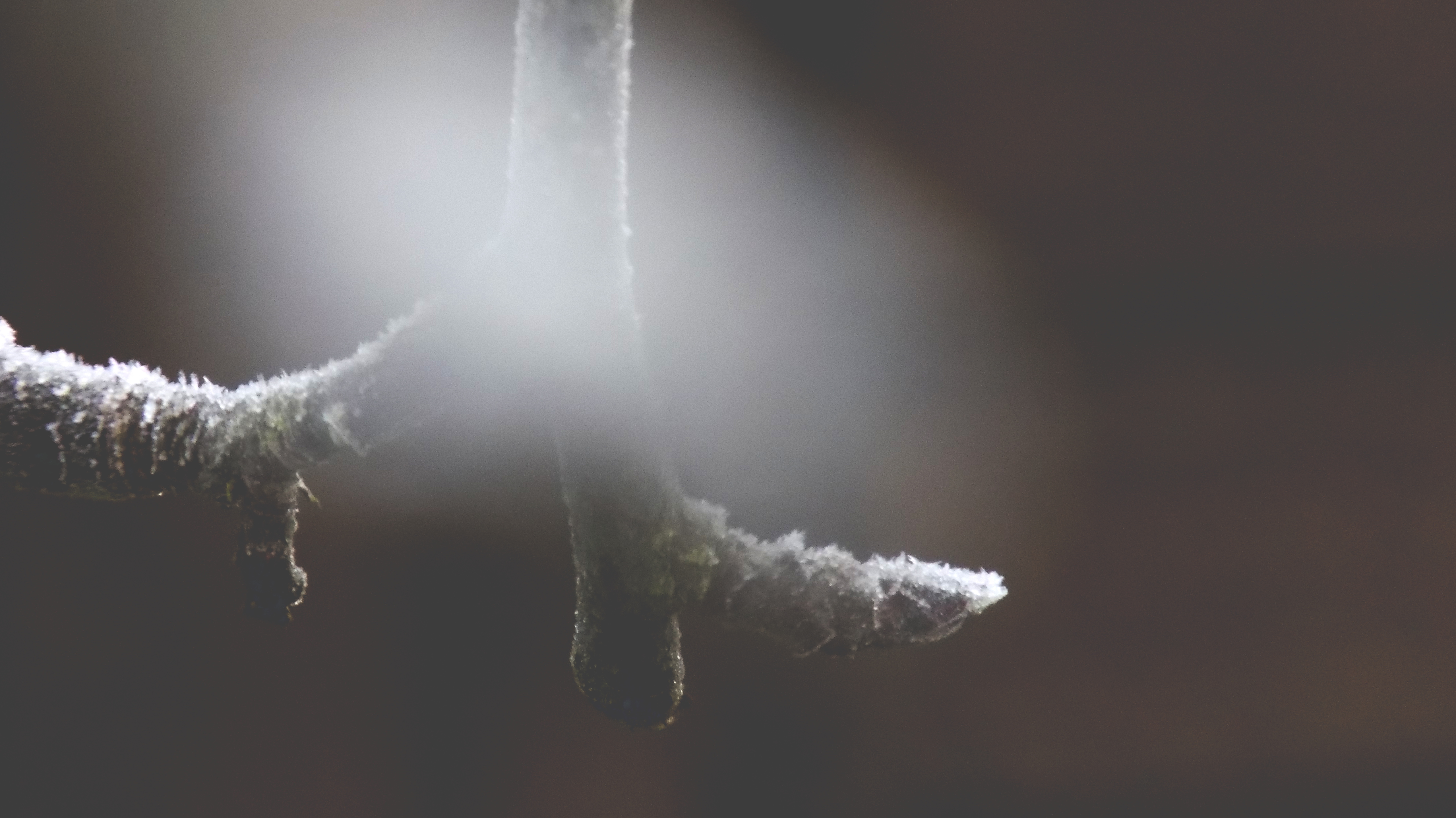 einzelner Ast bearbeitet.JPG