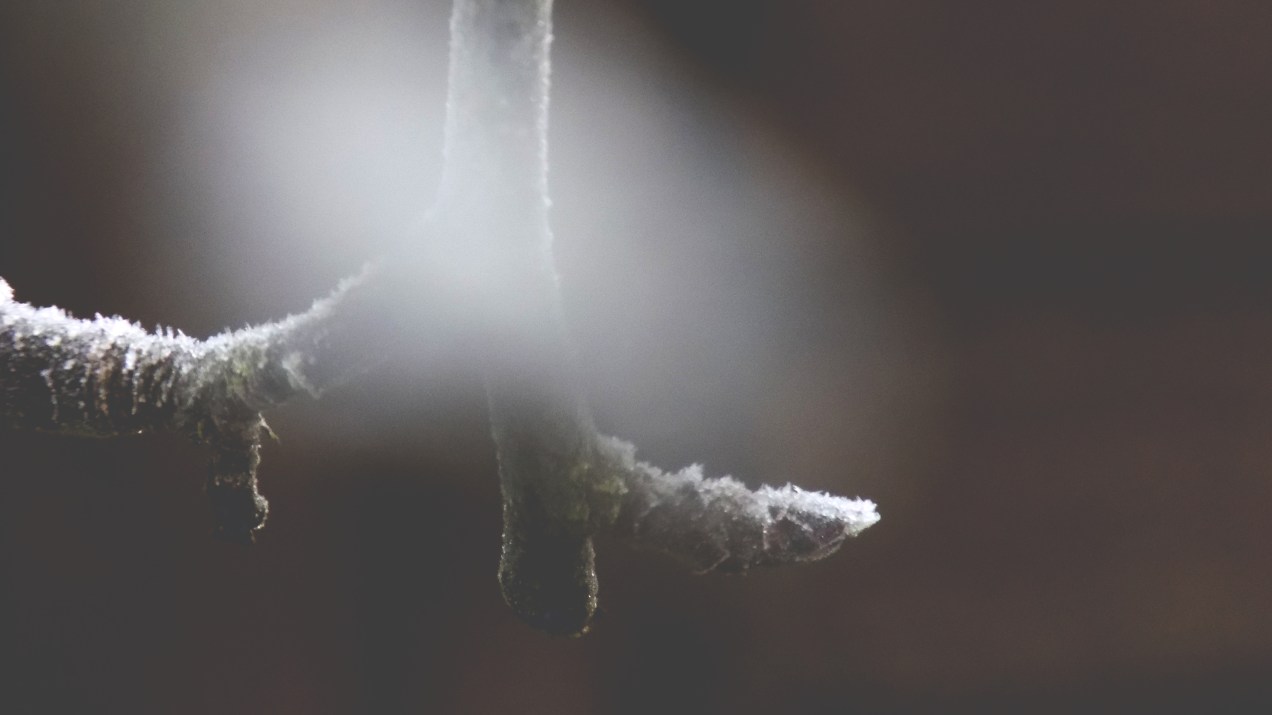 einzelner Ast bearbeitet.JPG